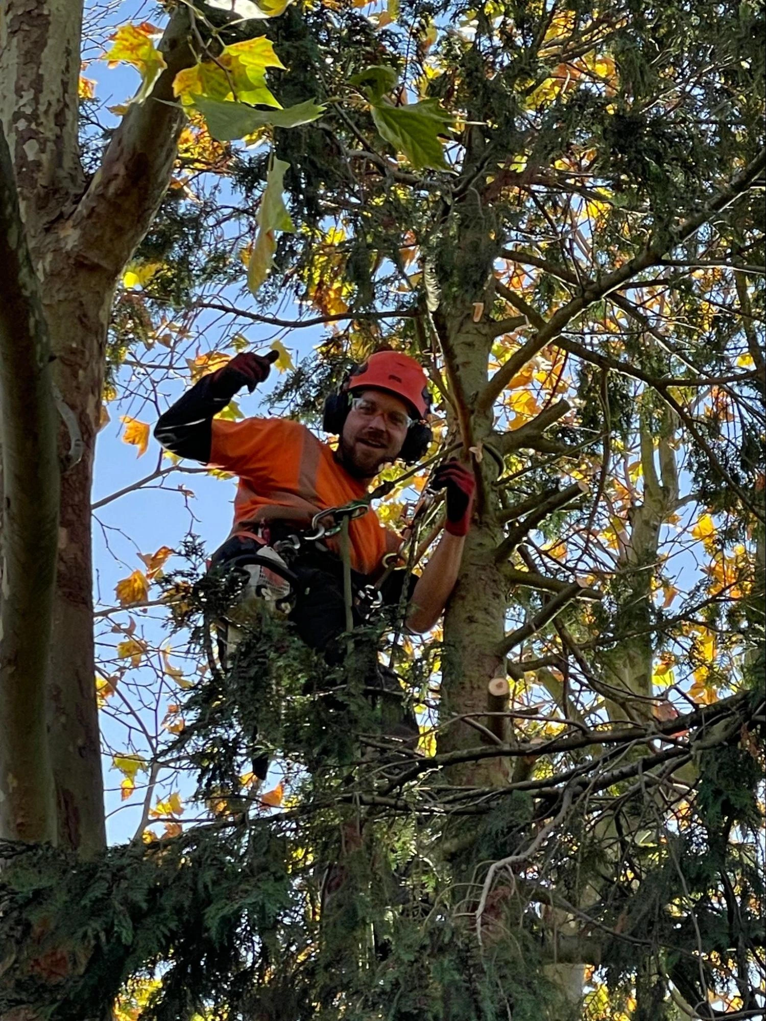 Barking Tree Care Experts